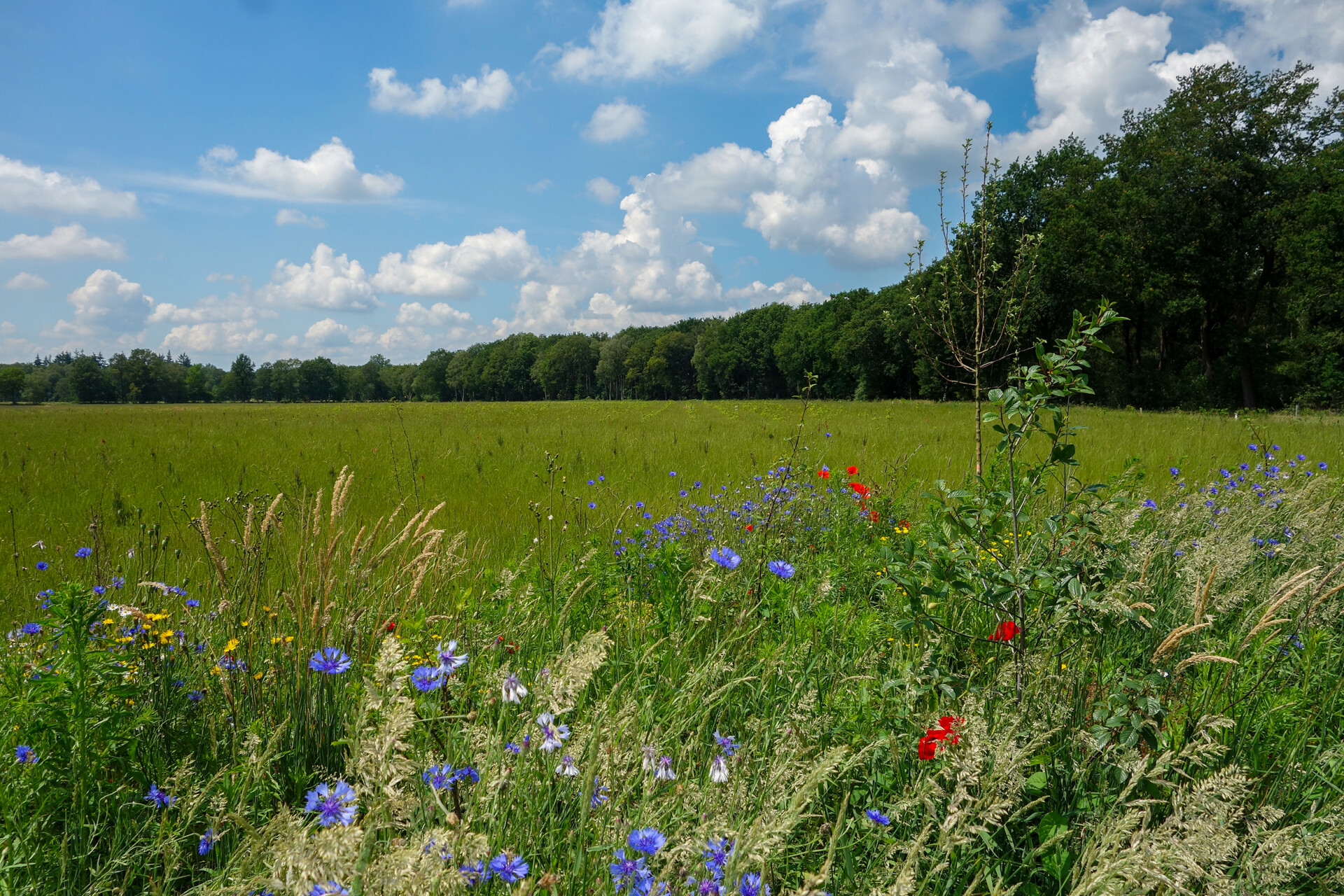 Appel veld met bloemen