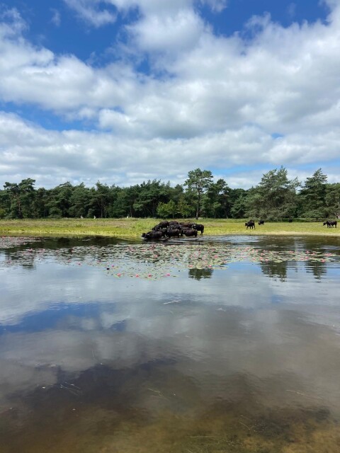 Waterbuffels 2