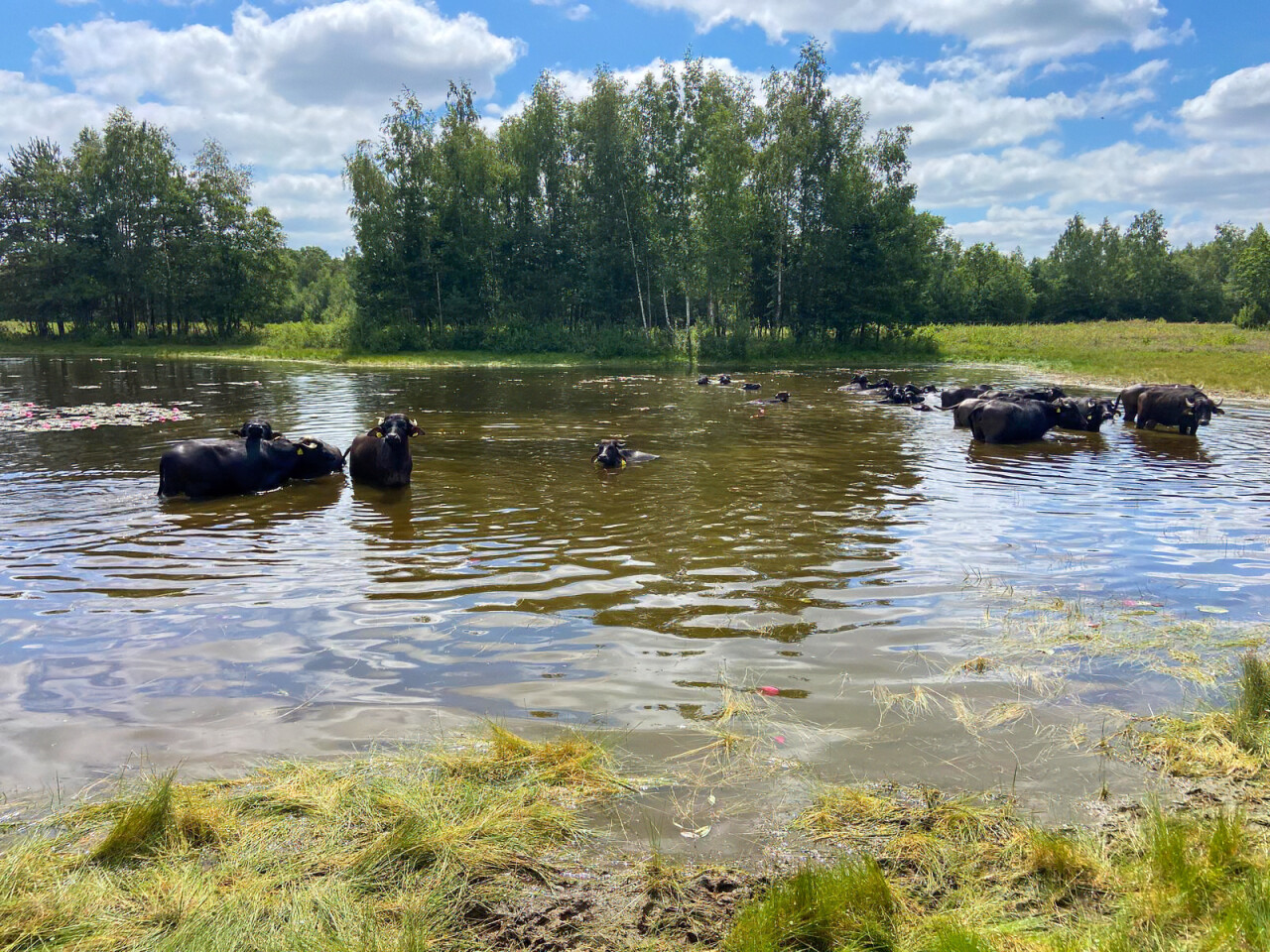Waterbuffels 4